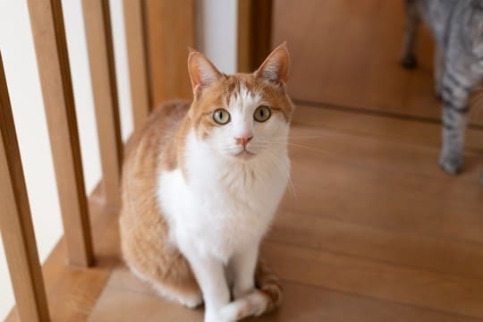 猫が『尻尾で前足を隠している』ときの理由3つ　考えられる心理や配慮すべきポイント