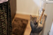 猫と暮らす家におすすめな『壁』の特徴4選　爪とぎや汚れ防止に役立つ選び方のポイント