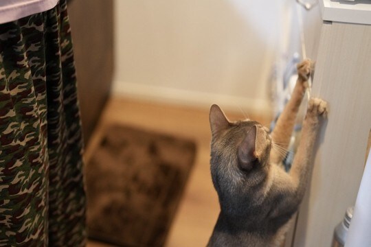 猫と暮らす家におすすめな『壁』の特徴4選　爪とぎや汚れ防止に役立つ選び方のポイント