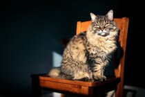 猫の『認知症』を疑ったら確認したいポイント4つ　表れる症状や飼い主にできることまで