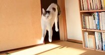 見つめてきた猫→突然部屋の外に移動したかと思いきや、次の瞬間…まさかの光景が205万再生「2回目の入場好きすぎるｗ」「フォームが綺麗」