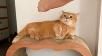 家にやってきた姉→猫のことを触ろうとしたら…思わず笑ってしまう瞬間が11万再生「容赦なくて面白いｗ」「高速パンチ炸裂ｗ」と反響