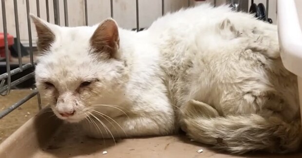 ボロボロの白猫を保護→"ピカピカの真っ白にしよう"と決めた日から『７年』…現在の様子に「泣けてくる」「立派になったね」と感動の声