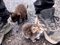 雨の中、必死に追いかけてきた『2匹の子猫』…涙が止まらない『素敵すぎる話』が109万再生「よかったよかった泣」「本当にありがとう」