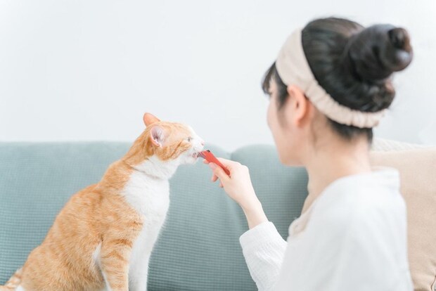 猫におやつをあげる