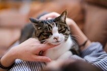猫が飼い主に『頼みごと』をするときの仕草5選　気付いてあげたいサインや上手な応え方