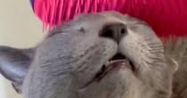 猫のおでこを優しくブラッシングしていると…思わず頬が緩む『たまらない表情』に３万いいね「お口が開いちゃってるｗ」「ずっと見ていたい」