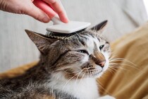 猫の『顔つき』は生活環境によって変化する？見た目を左右する4つの要因とは