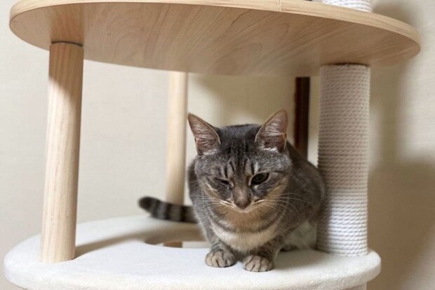 キャットタワーの上に佇むサバトラ猫