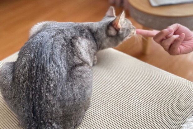 人差し指に鼻を近づけるサバトラ猫