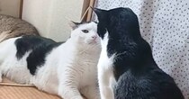 じっと見つめ合っていた2匹の猫→喧嘩になるかと思いきや、次の瞬間…『まさかの光景』に「可愛すぎる」「予想外の展開に笑った」と反響