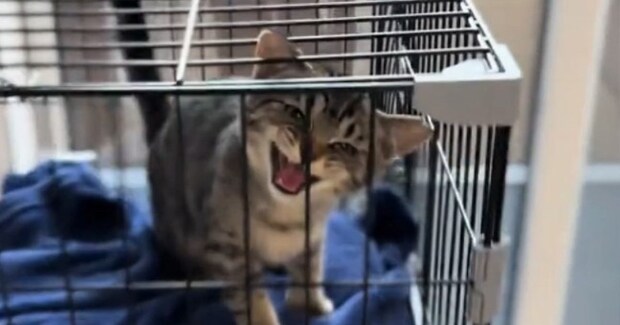 生まれて初めてのお留守番で『文句が止まらなくなった子猫』…想像以上の光景に「あまりにも可愛すぎる」「めっちゃ訴えてるw」と58万再生