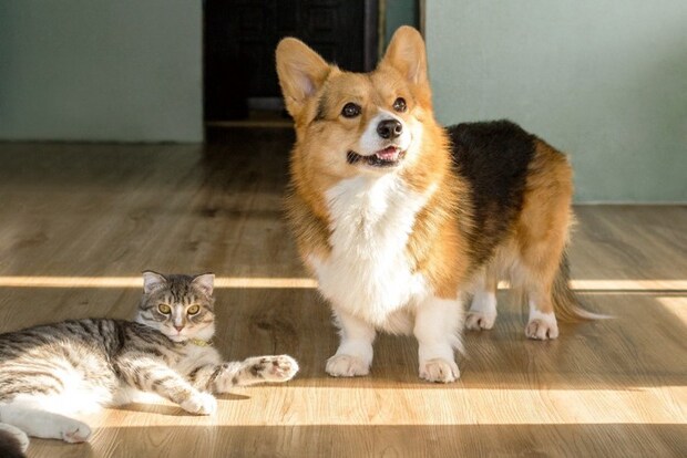 猫と犬