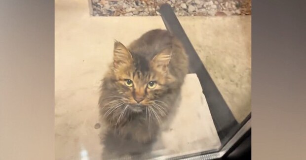 職場に突然現れた『人懐っこい野良猫』→ガラス越しに何かを訴えるように鳴いてきて…『泣ける話』に「なんて素敵なの」「涙が出ちゃった」の声