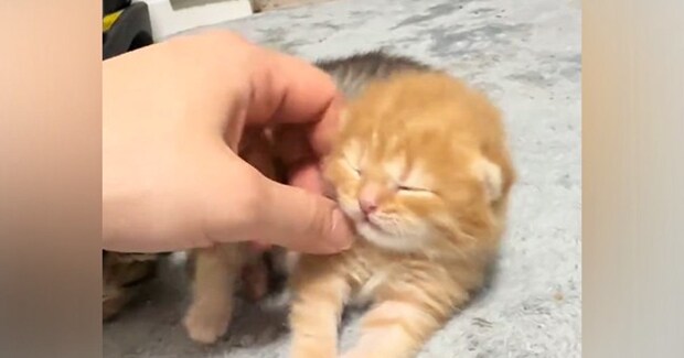 まだ目も開いていなかった赤ちゃん猫→約4か月後…まるで別猫のような『驚きの変化』が26万再生「めっちゃ成長した」「さらに可愛くなった」