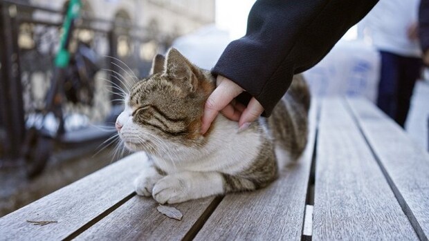 著名な作家とともに像の「モデル」になった猫 その出来栄えにファンからブーイング 英国