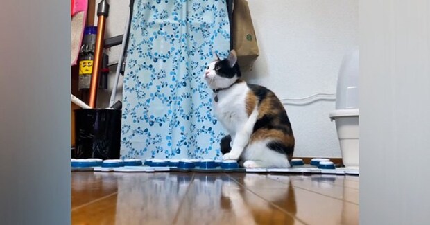 テレワーク中の飼い主さんにかまってほしい猫…会話ボタンで『猛アピールする様子』が凄すぎると133万再生「全部が可愛いw」「感動した」と絶賛