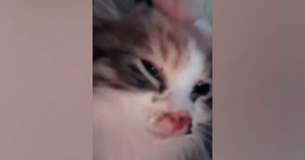 雨の中、ぐったりと"衰弱していた子猫"→思わず抱きかかえた日から4か月…感動の"変化"に「うれし泣きした」「ありがとう」の声