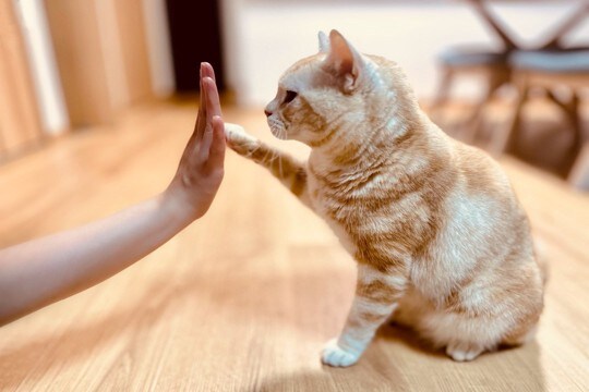 猫のトレーニングには『クリッカー』が効果的?4つのメリットや使いこなすためのコツ