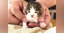 『30℃を超える炎天下』の中、まだ目も開いていない赤ちゃん猫と出会って…家族に迎えた結果→感動必至の成長記録に「涙が出る」「ありがとう」