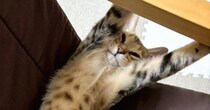 寝ている猫を見たら、信じられないほどに伸びていて…『まさかの格好』に爆笑の声「サザエさんのタマｗ」「にゅるっとしてる」と３万いいね
