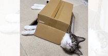 ふと見たら、『ダンボールをかぶっていた猫』…まさかの可愛すぎる瞬間に１万いいね「ニャンダム」「かっこいい防具を装備したねｗ」と話題