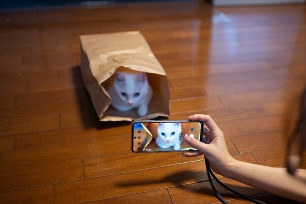 猫の写真を撮る