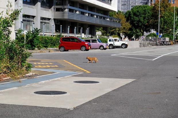 役所に向かう猫