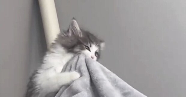 足に"嚙みついてきた子猫"→飼い主さんが揺らしてみると…可愛すぎる光景が175万再生「リアルに声出た」「気付いたらループしてた」と絶賛
