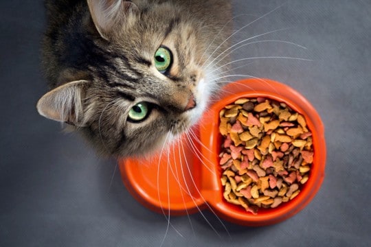猫が『ご飯に飽きやすい』理由4選　飼い主にできる工夫や改善策もご紹介