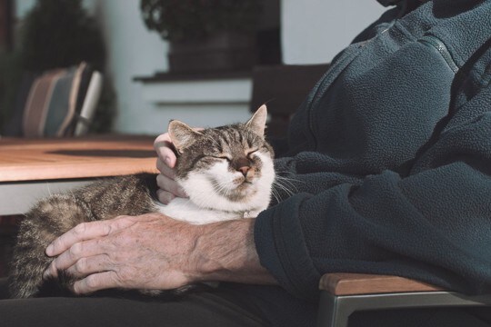 愛猫が高齢になったら見直したい『お世話の方法』6選　シニア期を快適に過ごすためのポイントとは