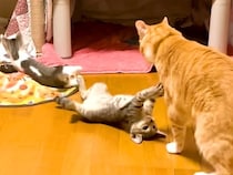 生後60日の保護猫きょうだい→先輩ネコが見守ってくれて…心温まる『素敵なやり取り』に感動「我が子のように可愛がって育ててる」「頼もしい」