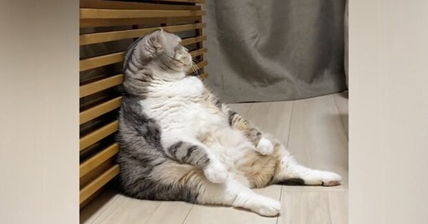 座っている猫に話しかけたら無視されて…何度か声をかけた結果→まさかの反応が387万再生「全てを知ってしまった猫」「貫禄がすごいww」