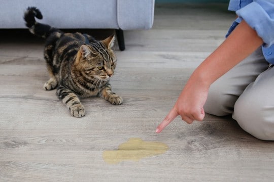 猫が『トイレを失敗』することが増えたら注意すべき病気4選 それぞれの原因や症状、取るべき対処法まで解説