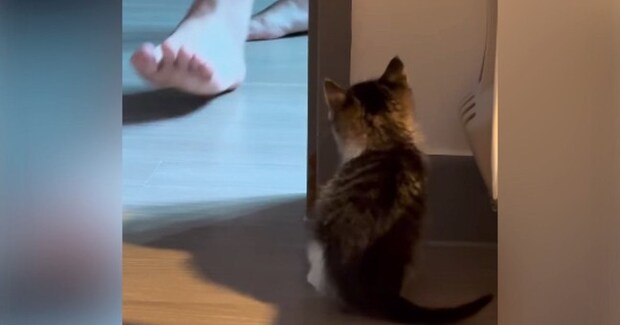 物陰に隠れる子猫→飼い主さんがやって来ると…511万再生を記録した『かわいい展開』に「なんて愛らしいんだ」「とっても賢い」<海外>