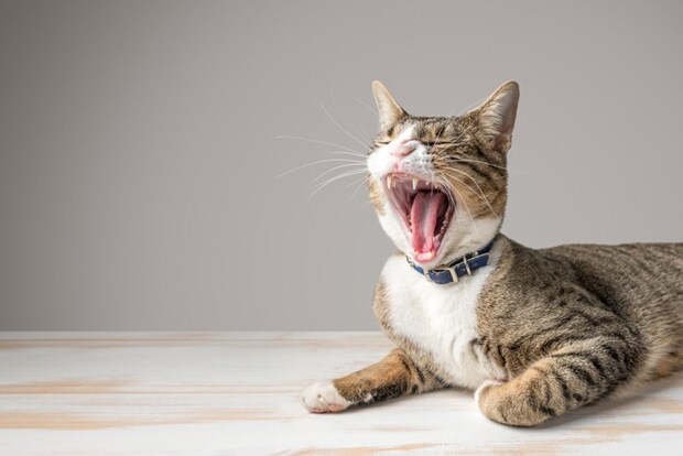 口を大きく開く猫