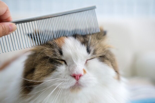 コームでとかされる猫