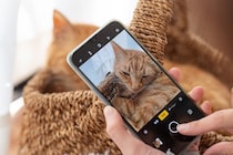 猫の可愛さを引き立てる『動画撮影』のポイント3選　自然な仕草を引き出すコツもご紹介