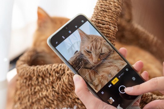 猫の可愛さを引き立てる『動画撮影』のポイント3選　自然な仕草を引き出すコツもご紹介