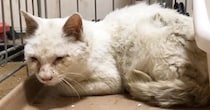 ボロボロの白猫を保護→"ピカピカの真っ白にしよう"と決めた日から『７年』…現在の様子に「泣けてくる」「立派になったね」と感動の声