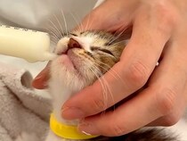 シャンプーを終えた６匹の保護子猫→ミルクを飲んだ結果…眠くなって見せた『尊い行動』に注目集まる「あまりの可愛さに悶絶」「微笑ましい」