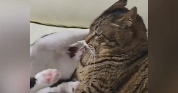 1歳の猫に絡まれた15歳のおばあちゃん猫…次の瞬間見せた『猫とは思えない表情』が32万再生「人間味ありすぎるｗｗ」「顔にめっちゃ出てるｗ」