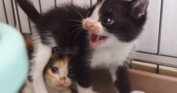 保護された『幼い子猫の兄妹』を預かったら…身を挺して妹を守ろうとする『兄の様子』に涙「勇気に感動した」「ただただ尊い」と37万再生