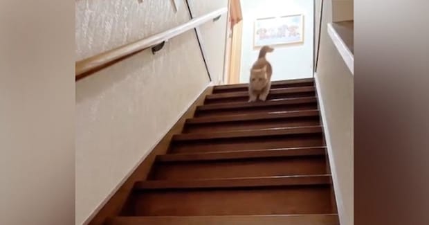 ママが帰ってくると、『2階にいた猫』が気付いて…猛スピードの『お出迎え』がかわいすぎると151万再生「待っていたんだね」「たまらん」