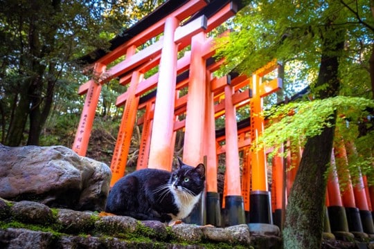 猫の成長を祝う『七五三』のアイデア5選　どんな準備が必要？特別な日にするコツをご紹介