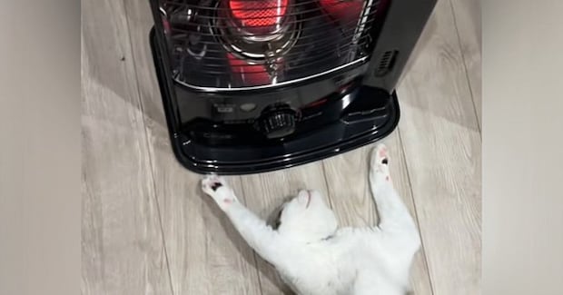 ストーブの前にいる猫の様子を見ると…あまりにも"くつろぎすぎな体勢"が47万再生「全身で暖をとるスタイルｗ」「想像以上に落ちてたｗ」