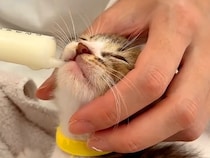 シャンプーを終えた６匹の保護子猫→ミルクを飲んだ結果…眠くなって見せた『尊い行動』に注目集まる「あまりの可愛さに悶絶」「微笑ましい」