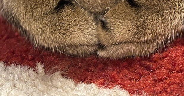 猫のおててを見ると→大切そうに『持っていたもの』とは…愛おしすぎる光景に17万いいねの大反響「すごく尊い」「完全に同じ色で可愛い」