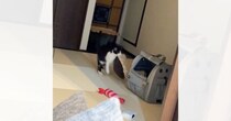 猫のためにクッションを作成→まさかの反応に『気に入らなかった？』と思っていたら…『可愛すぎるオチ』が302万表示「泣ける」「たまらん」