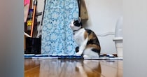 テレワーク中の飼い主さんにかまってほしい猫…会話ボタンで『猛アピールする様子』が凄すぎると133万再生「全部が可愛いｗ」「感動した」と絶賛
